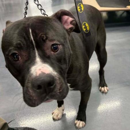 Cheese, a ADOPTABLE Pit Bull Terrier in Naperville, IL image 4/5