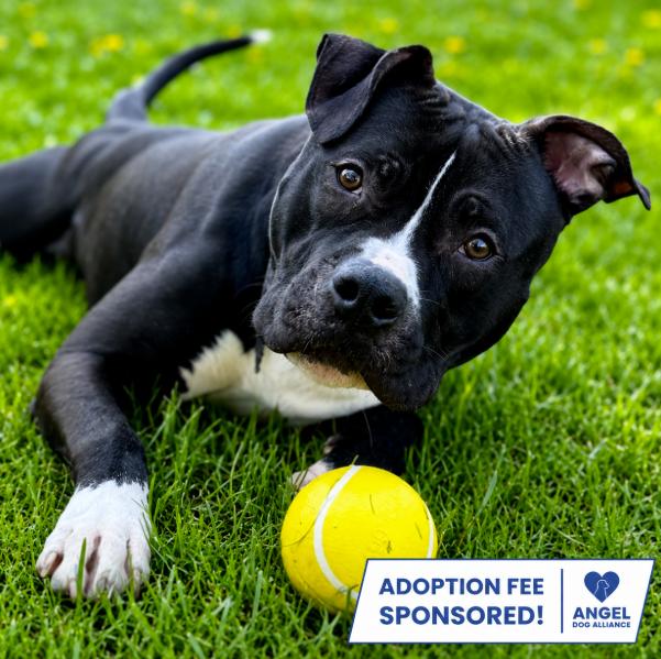 Cheese, ADOPTABLE, Young Male Pit Bull Terrier.