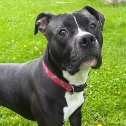 Cheese, a ADOPTABLE Pit Bull Terrier in Naperville, IL image 5/5