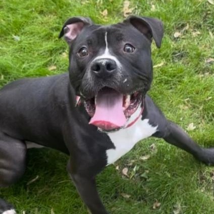 Cheese, a ADOPTABLE Pit Bull Terrier in Naperville, IL image 3/5