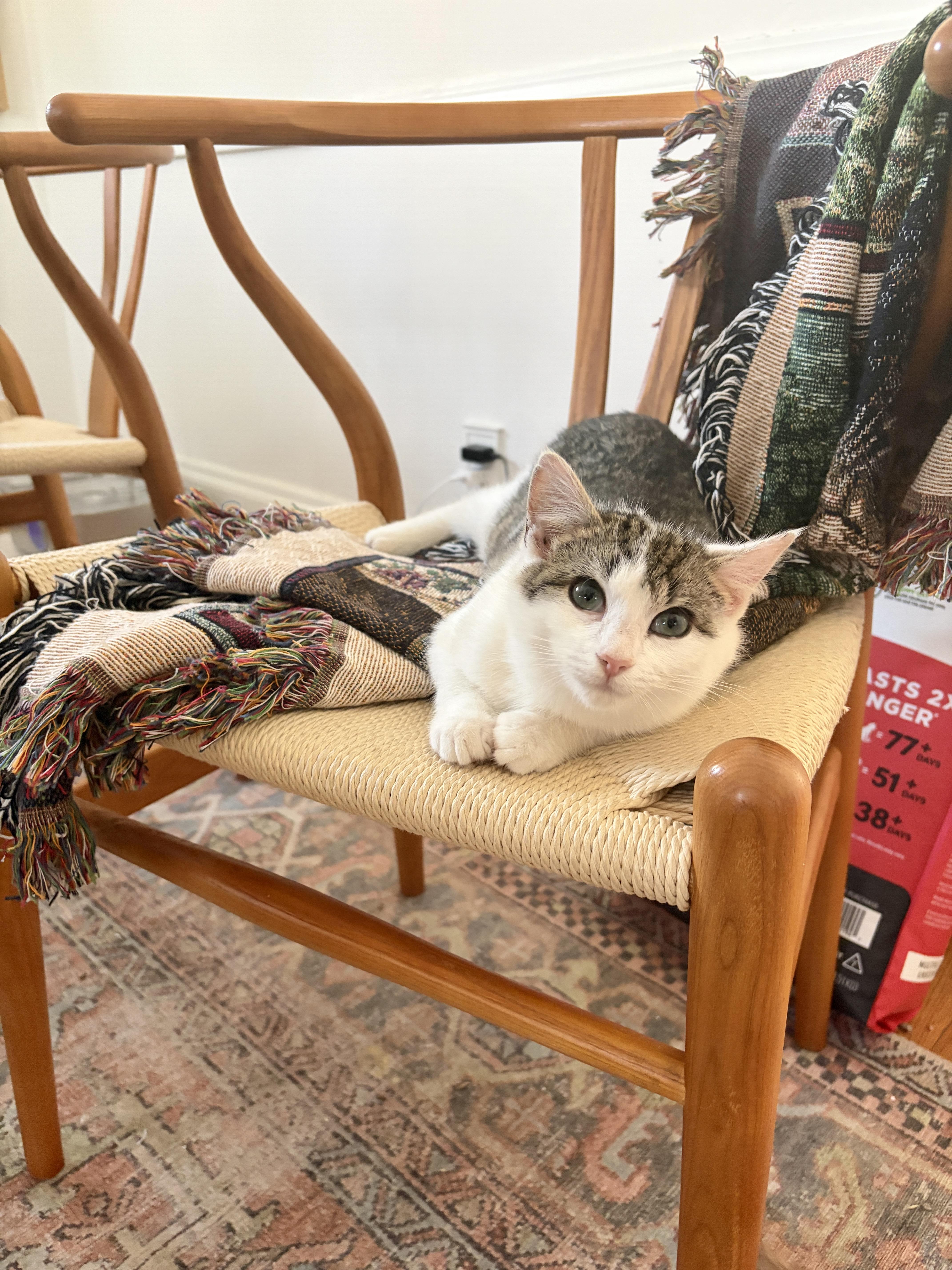 Petey, Adoptable, Young Male Domestic Short Hair.