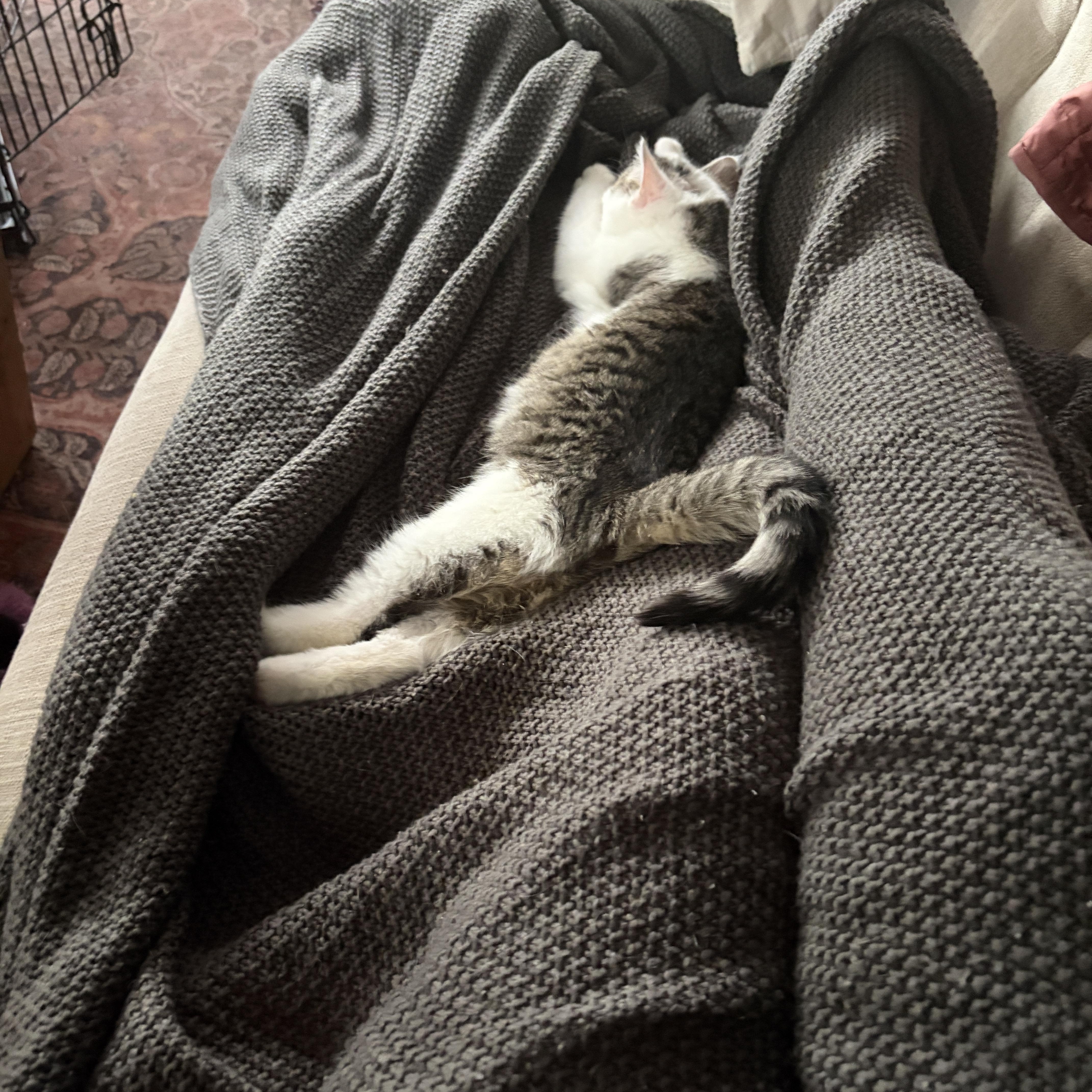 Enlarge Petey, a Adoptable Domestic Short Hair in Cleveland Heights, OH image 3/6