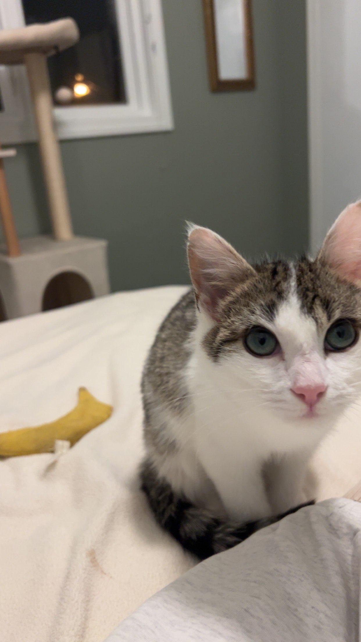 Enlarge Petey, a Adoptable Domestic Short Hair in Cleveland Heights, OH image 4/6