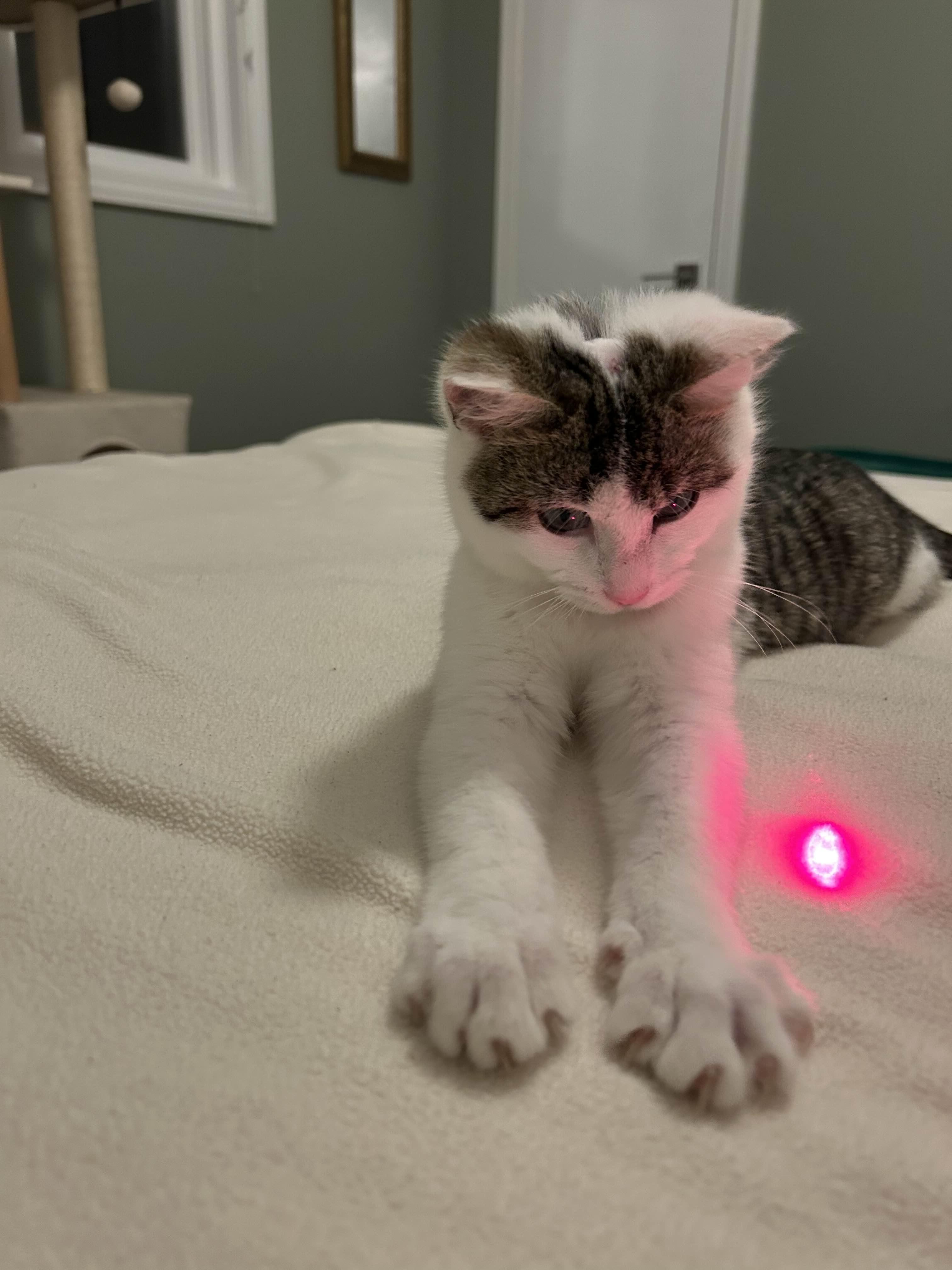 Enlarge Petey, a Adoptable Domestic Short Hair in Cleveland Heights, OH image 5/6