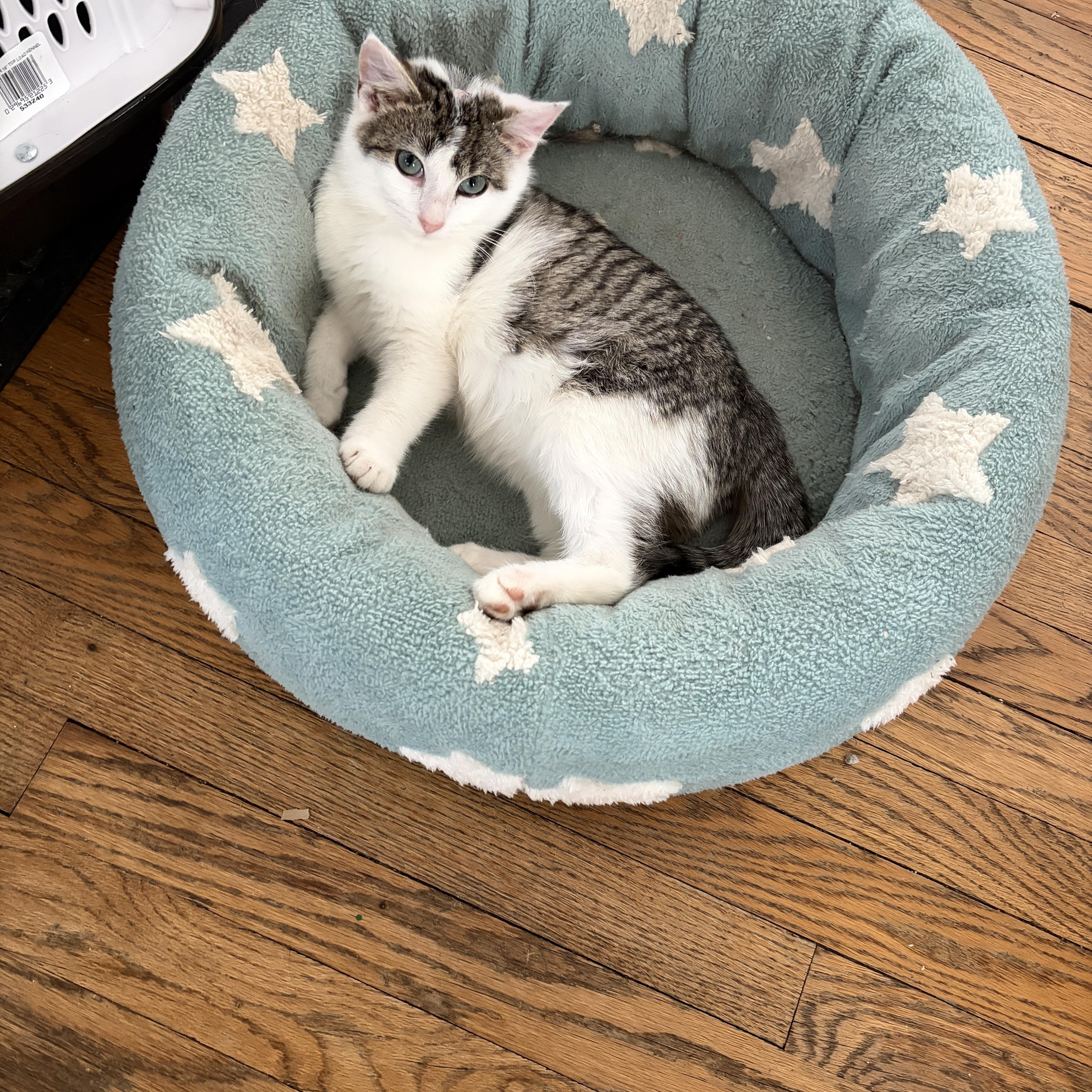 Enlarge Petey, a Adoptable Domestic Short Hair in Cleveland Heights, OH image 2/6