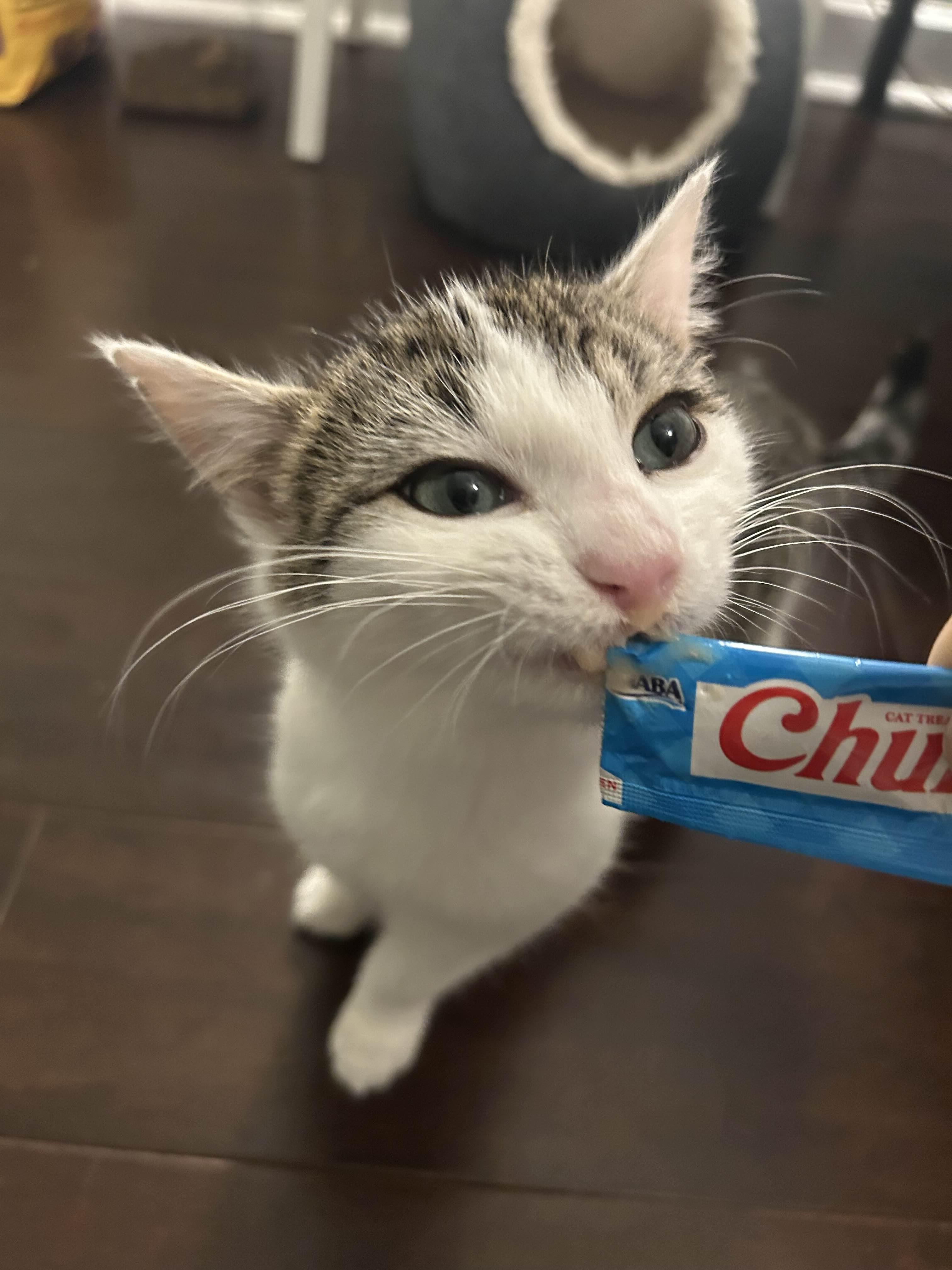 Enlarge Petey, a Adoptable Domestic Short Hair in Cleveland Heights, OH image 6/6