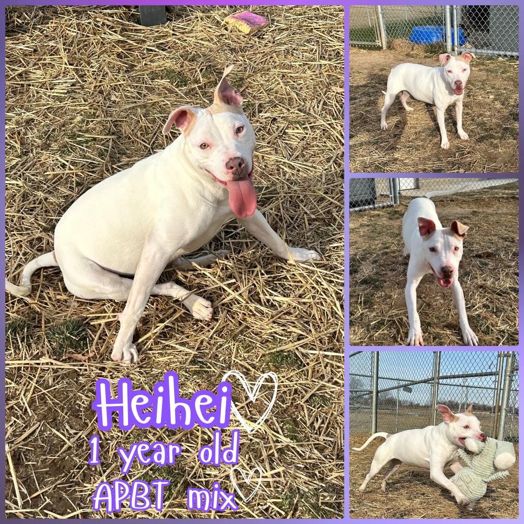 HeiHei, ADOPTABLE, Adult Female Pit Bull Terrier.