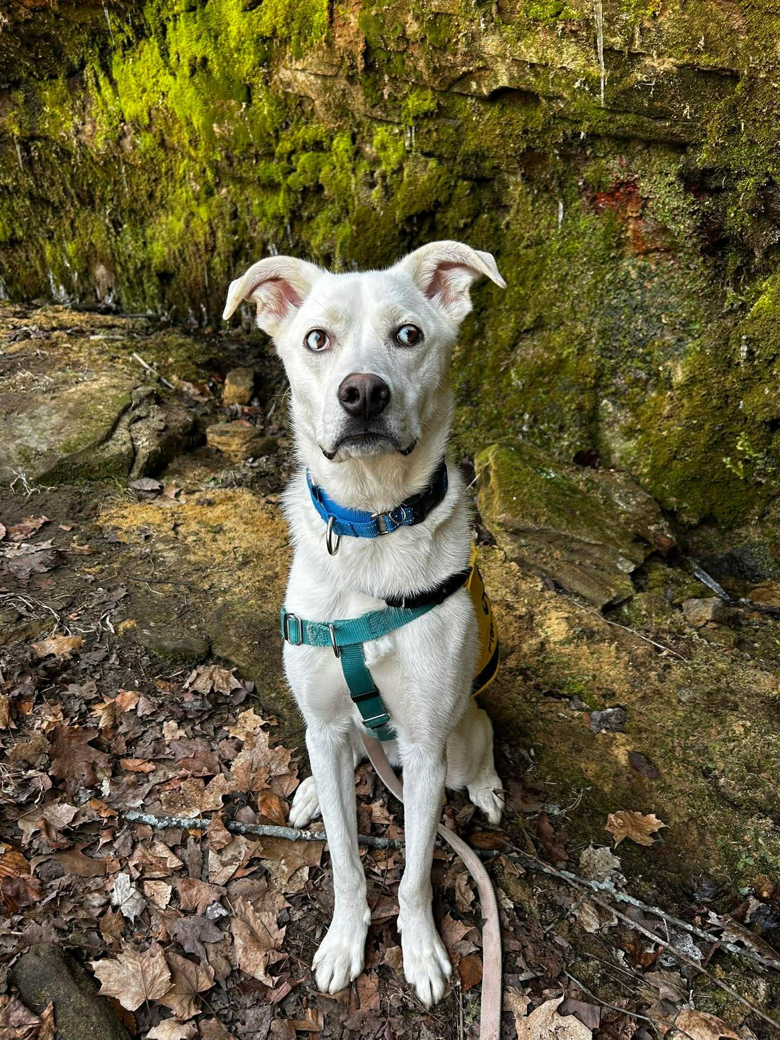 Bolt, a ADOPTABLE mixed breed in Brunswick, OH image 4/6
