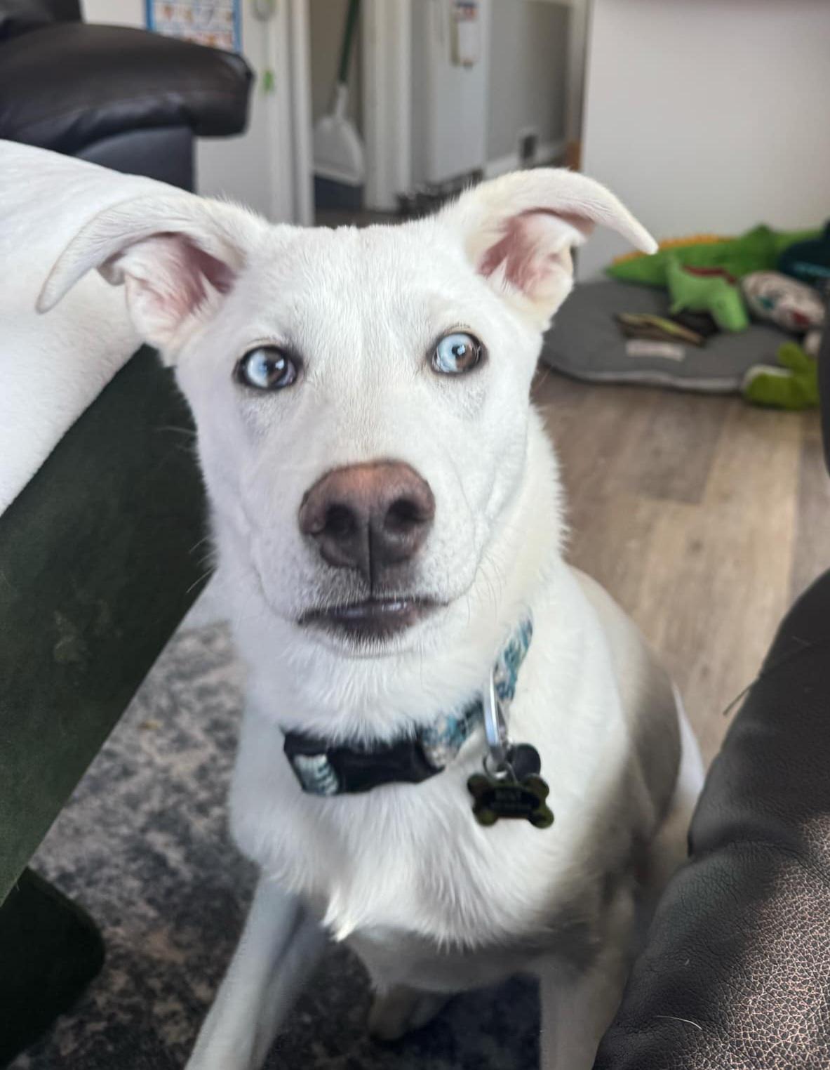 Bolt, a ADOPTABLE mixed breed in Brunswick, OH image 2/6