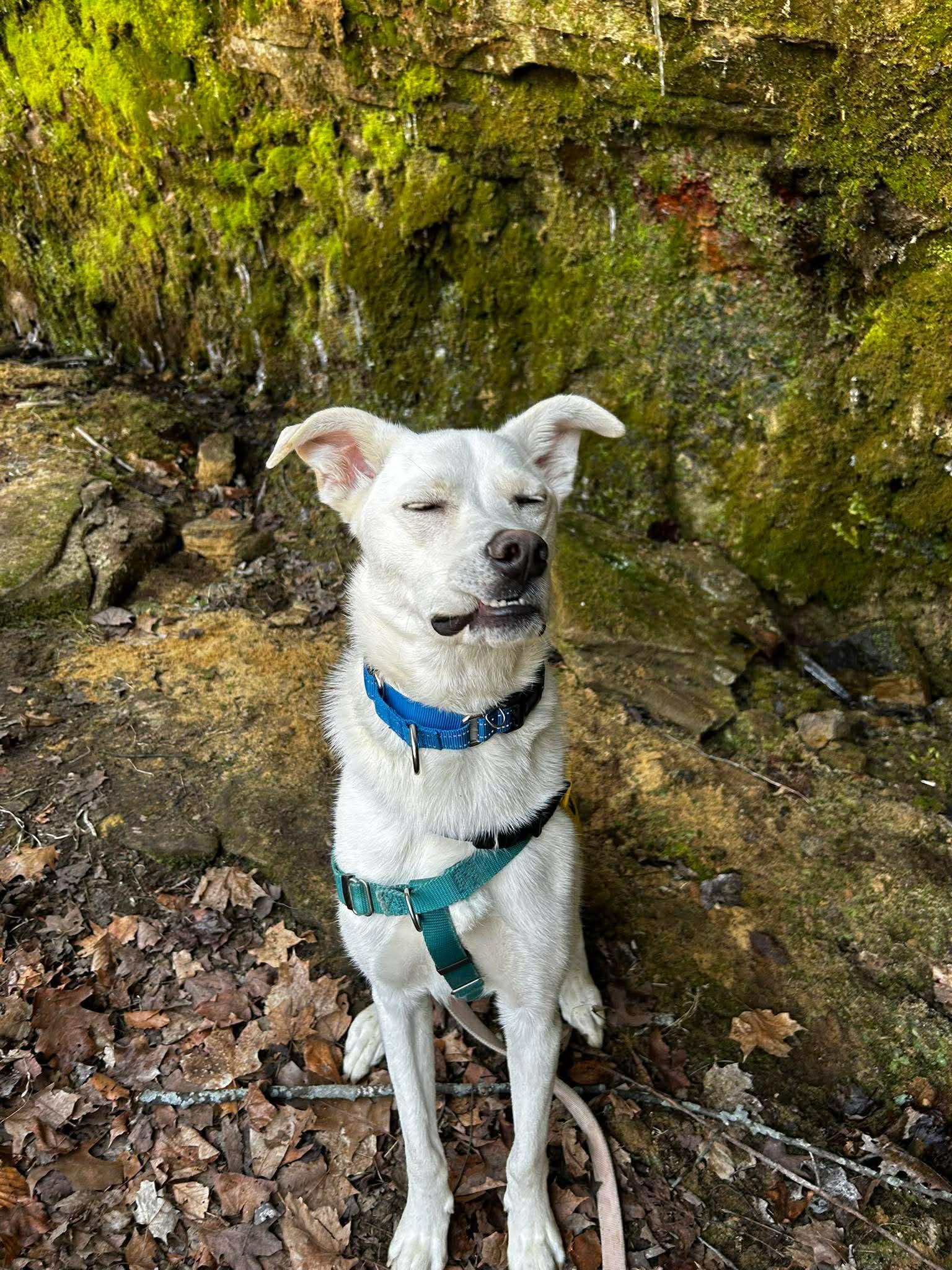 Bolt, a ADOPTABLE mixed breed in Brunswick, OH image 3/6