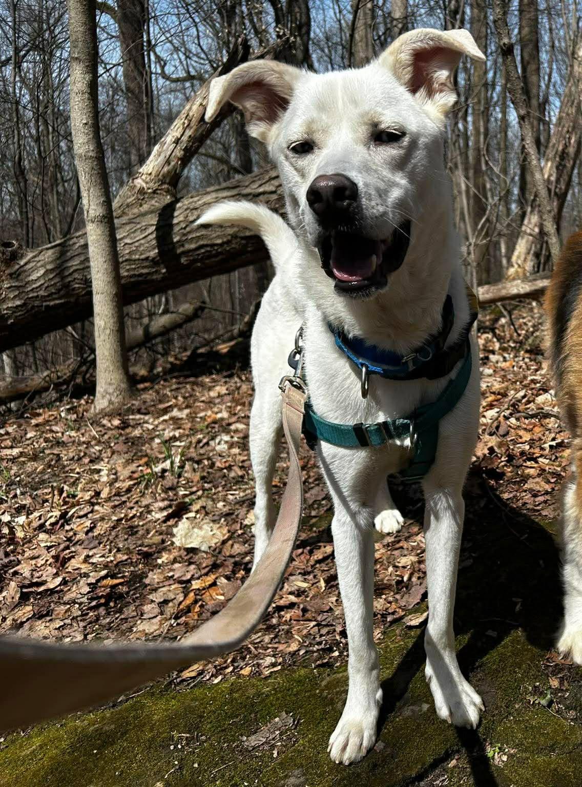 Bolt, a ADOPTABLE mixed breed in Brunswick, OH image 5/6