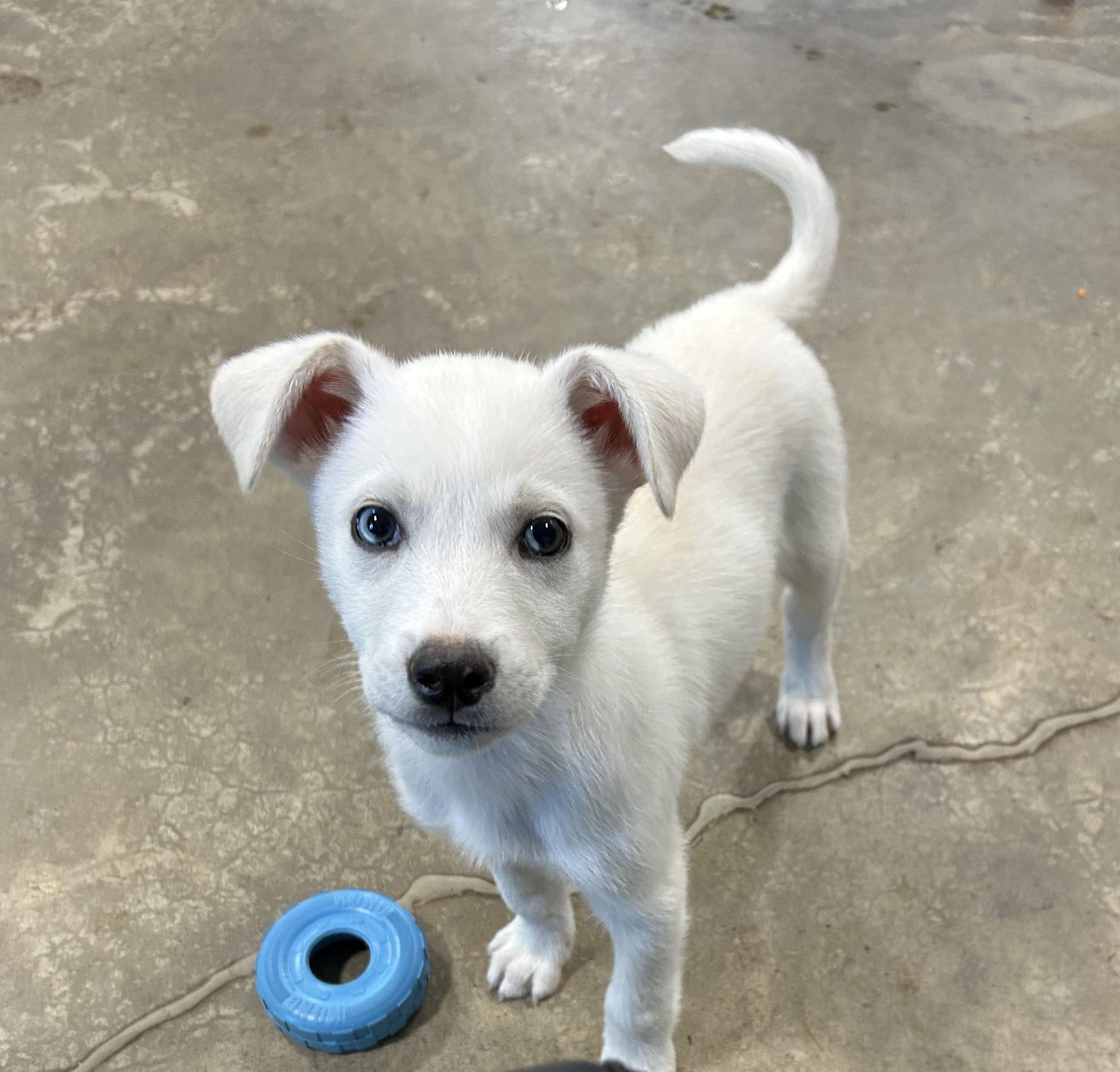 Bolt, a ADOPTABLE mixed breed in Brunswick, OH image 6/6