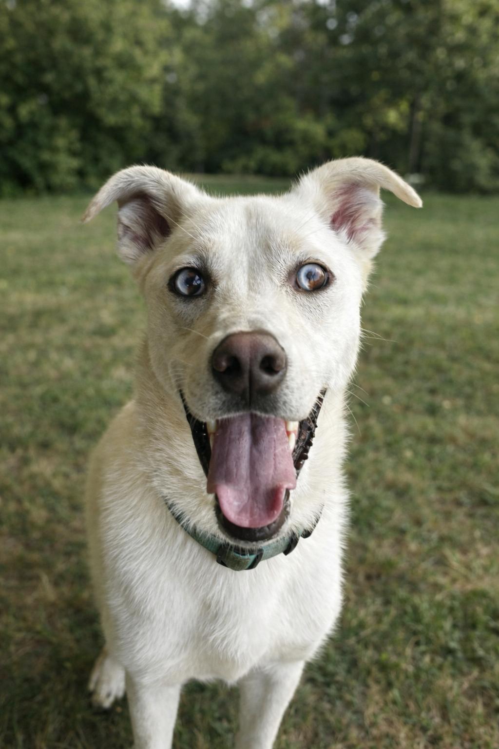 Bolt, ADOPTABLE, Young Male Great Pyrenees & Shepherd.