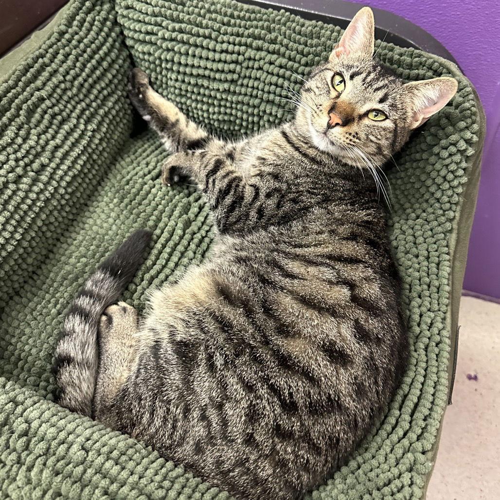 Enlarge Kino, a Adoptable Domestic Long Hair in Rohnert Park, CA image 1/1