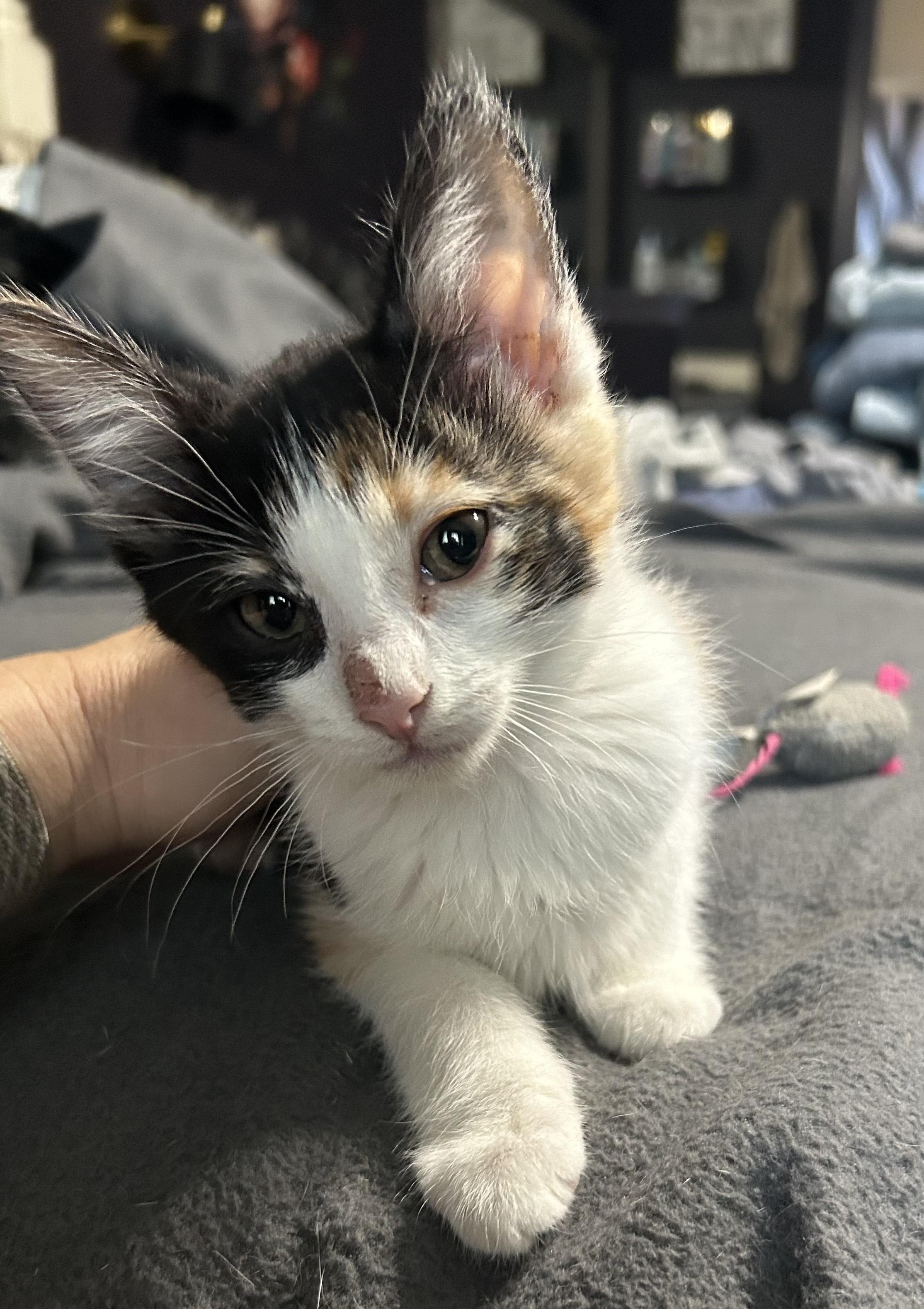 Enlarge Preeti OR13842-T, a Adoptable Domestic Short Hair in Beaverton, OR image 1/6