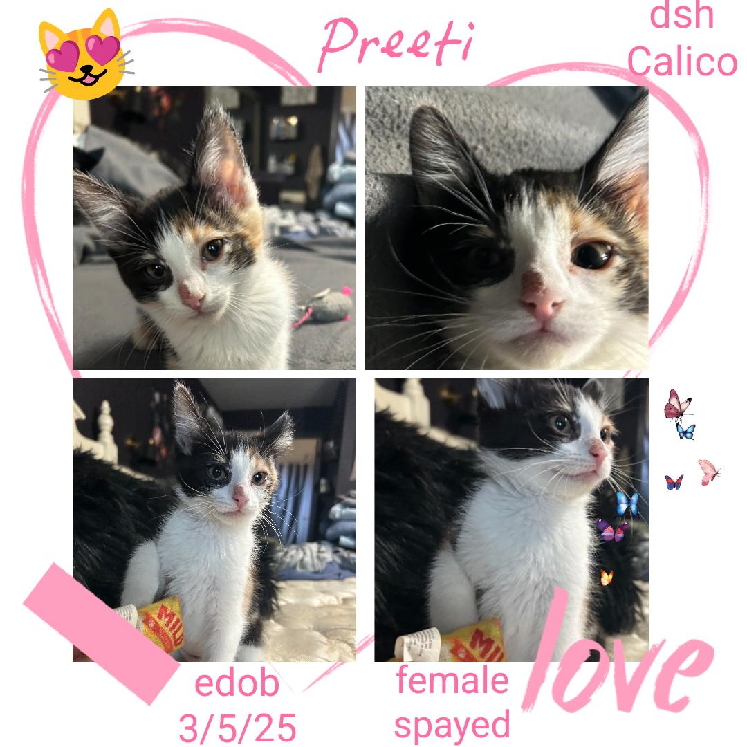 Enlarge Preeti OR13842-T, a Adoptable Domestic Short Hair in Beaverton, OR image 5/6