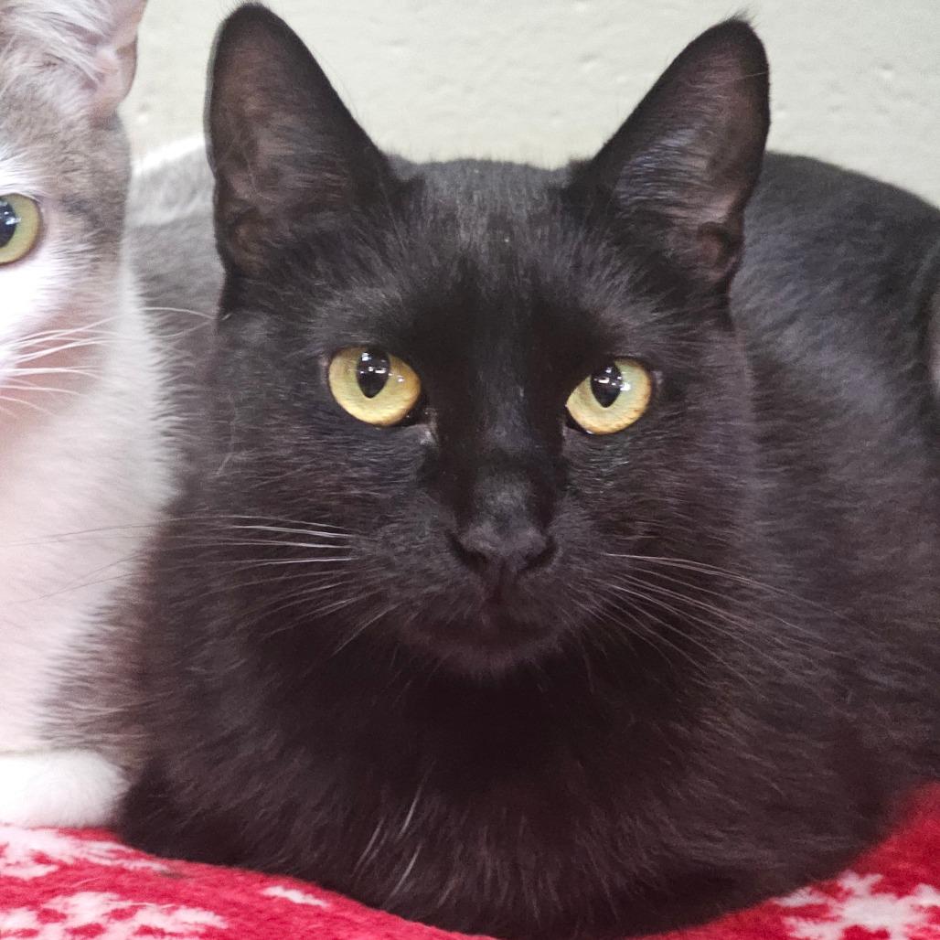 Lunar, ADOPTABLE, Young Female Domestic Short Hair.