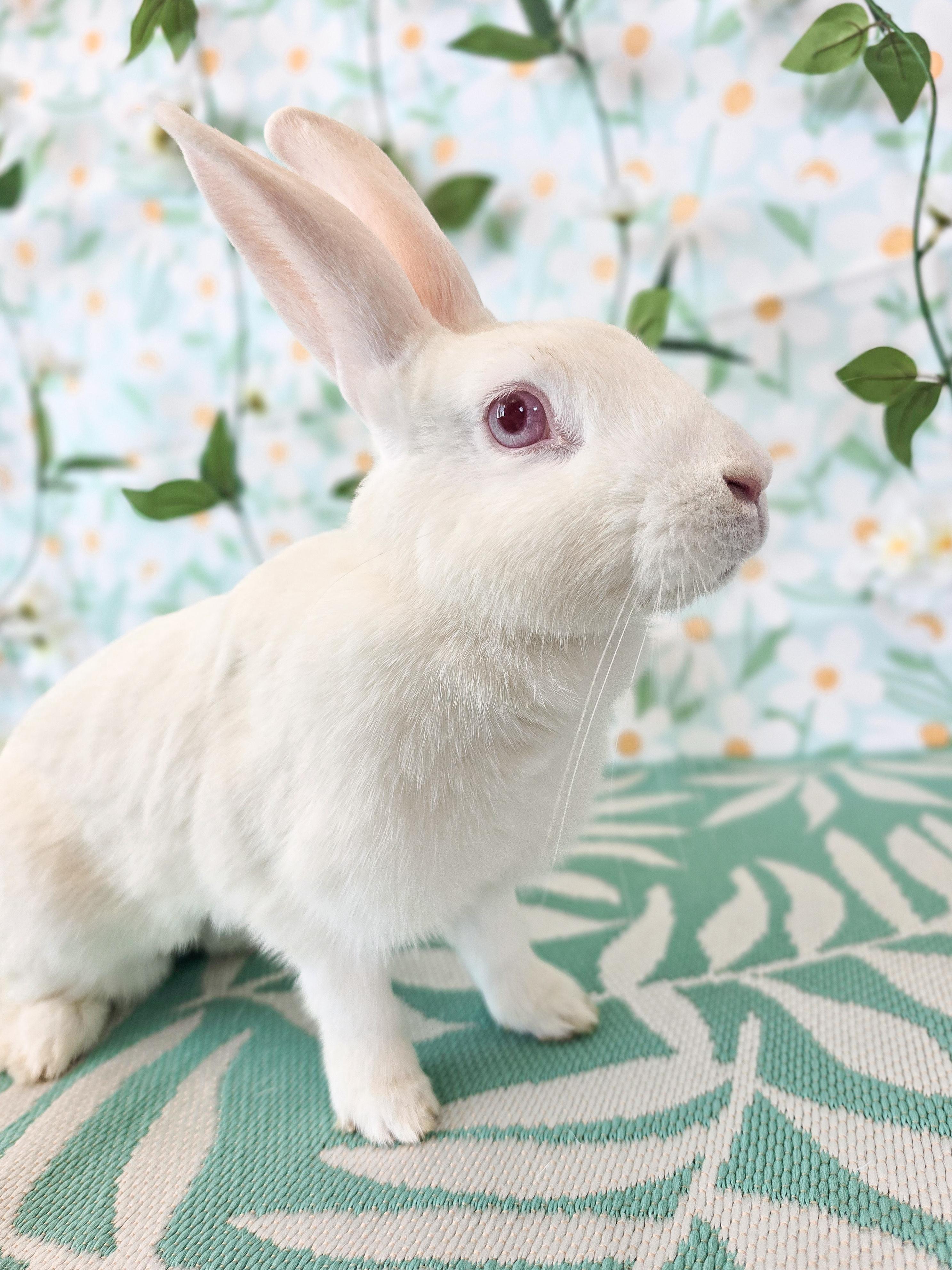 Pinky, a ADOPTABLE Bunny Rabbit in Long Beach, CA image 3/4