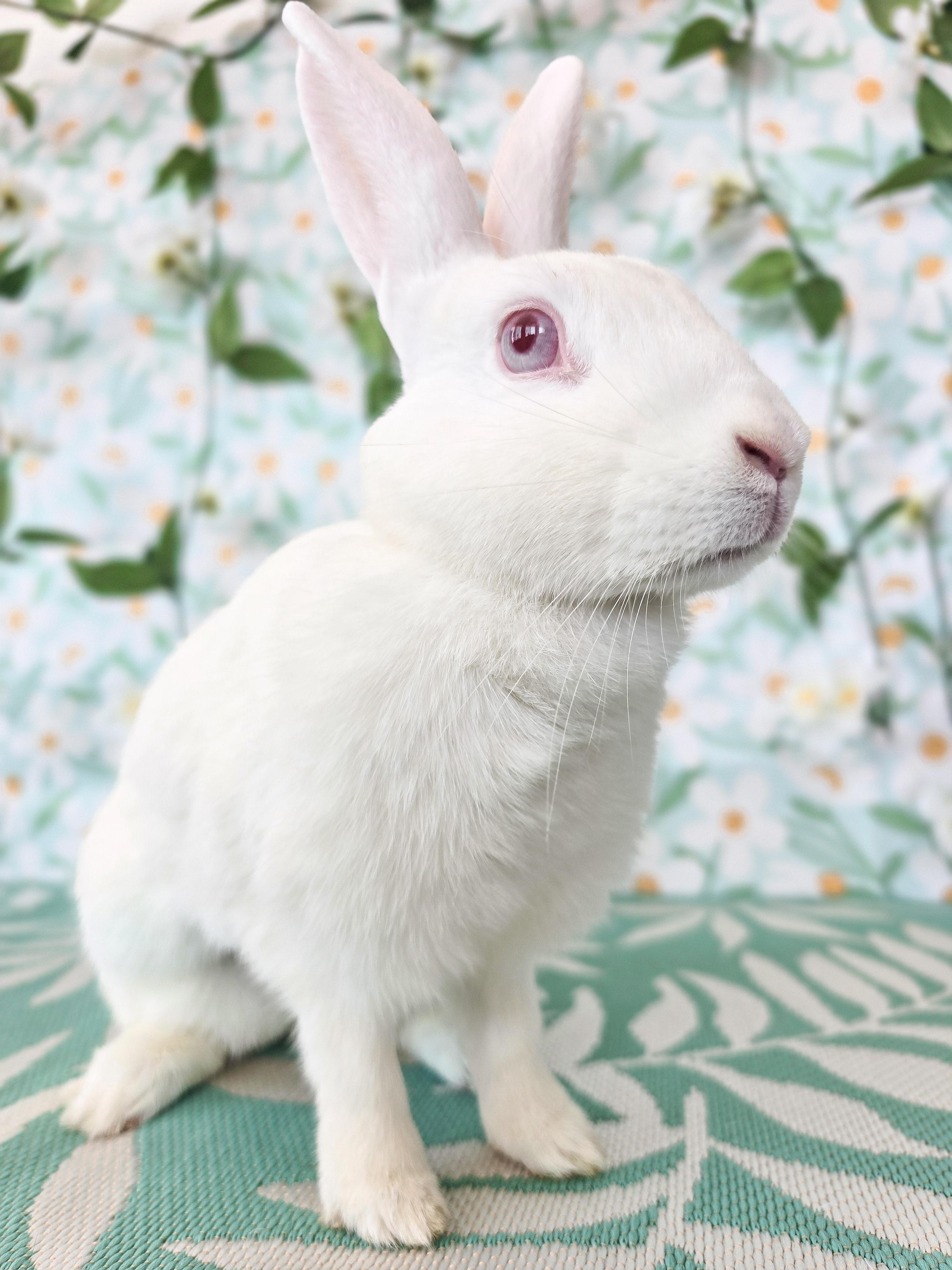 Pinky, a ADOPTABLE Bunny Rabbit in Long Beach, CA image 4/4