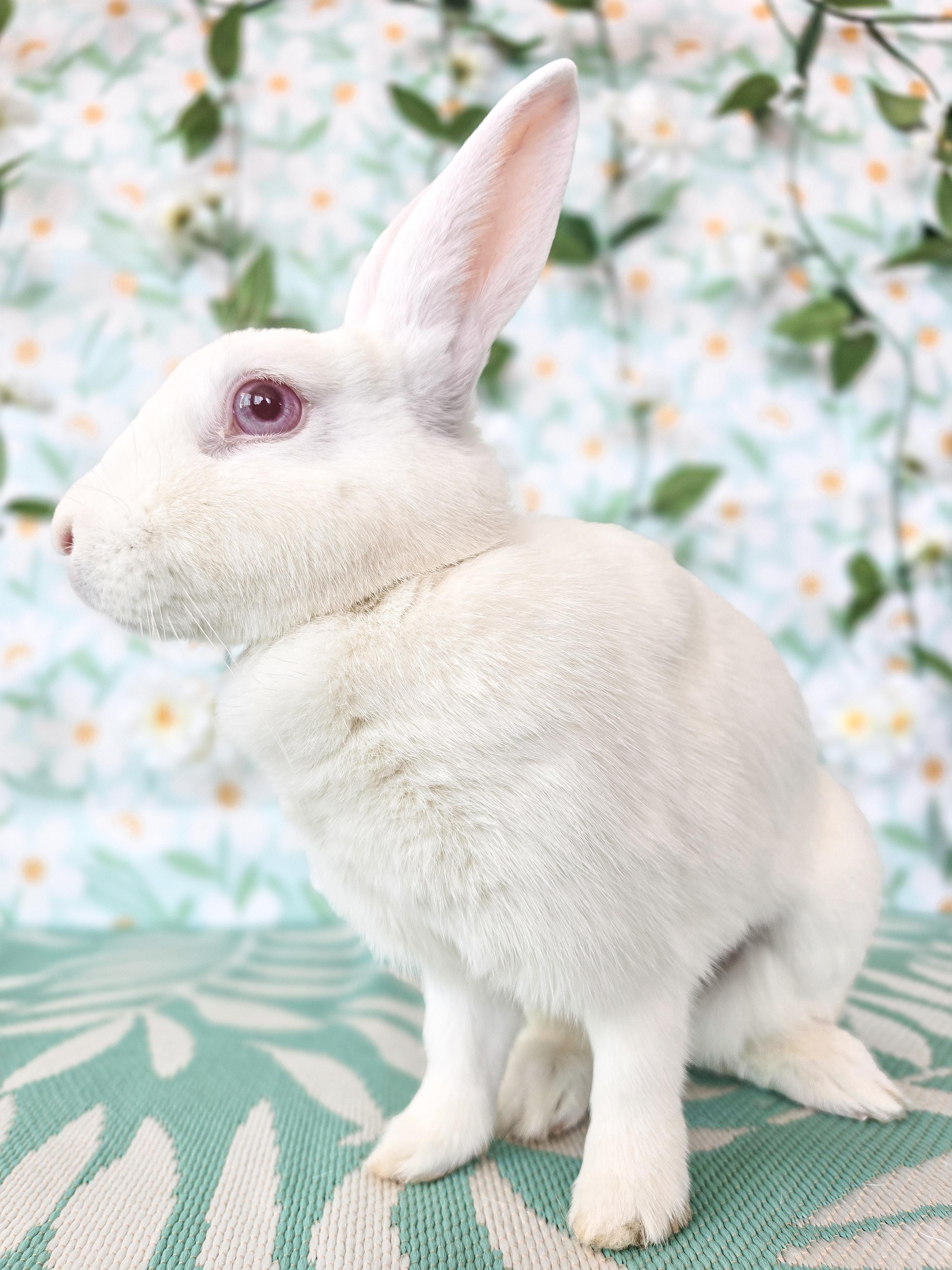 Pinky, ADOPTABLE, Young Female Bunny Rabbit.