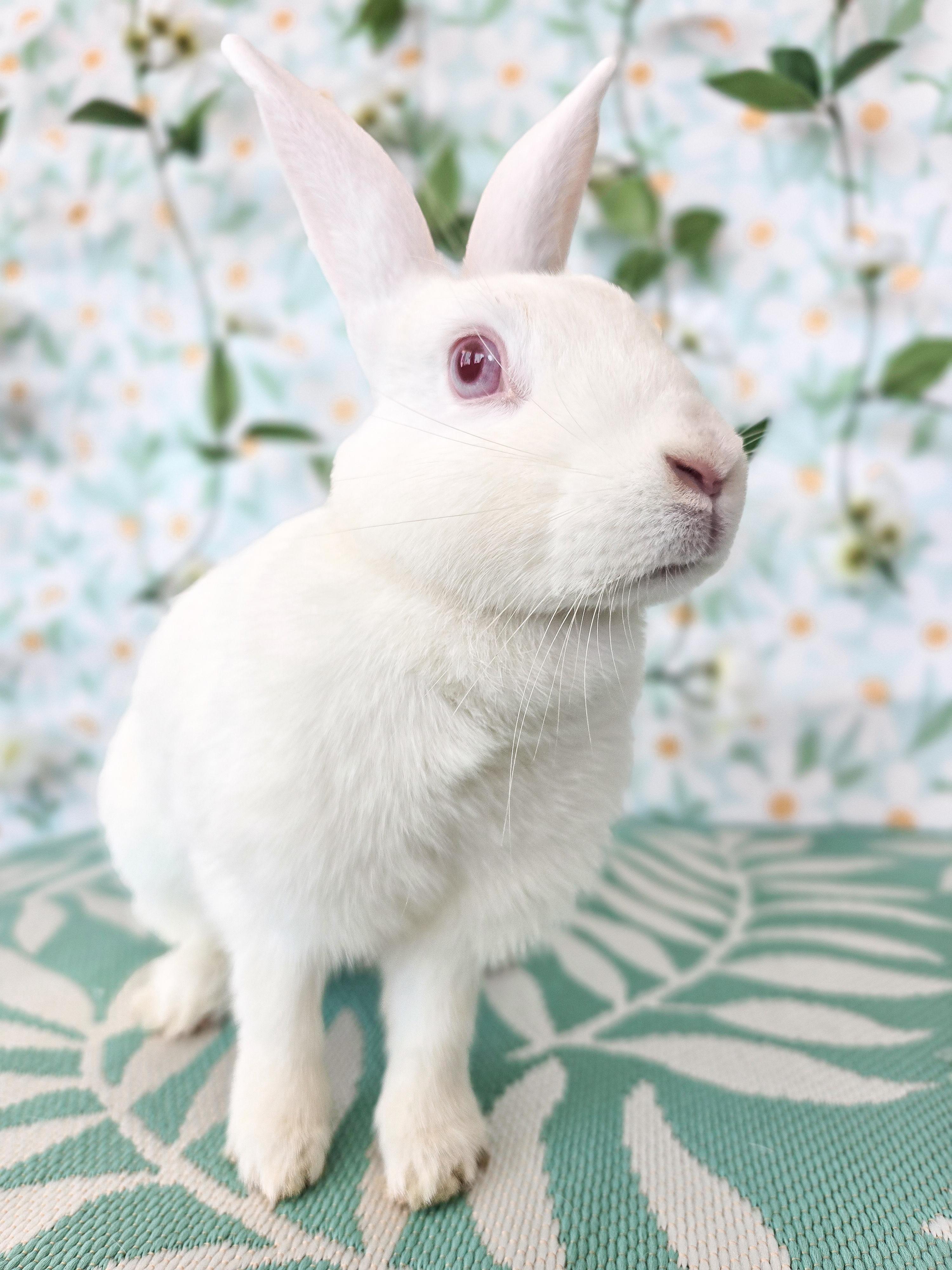 Pinky, a ADOPTABLE Bunny Rabbit in Long Beach, CA image 2/4