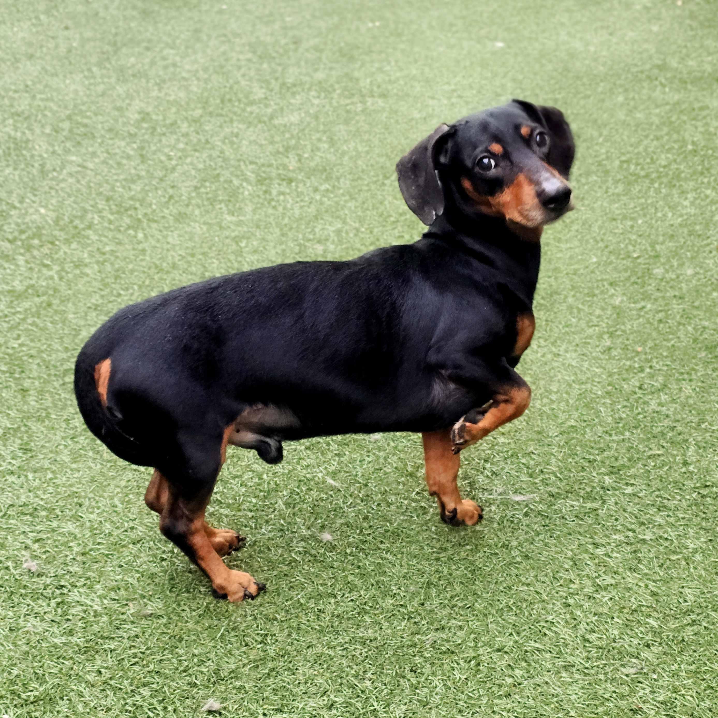 Oswald, an adopted mixed breed in Itasca, IL image 2/2