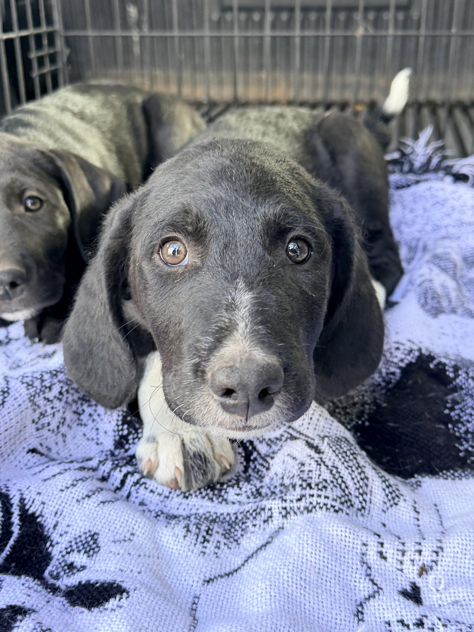 Birch, Adoptable, Puppy Male Australian Shepherd & Hound.