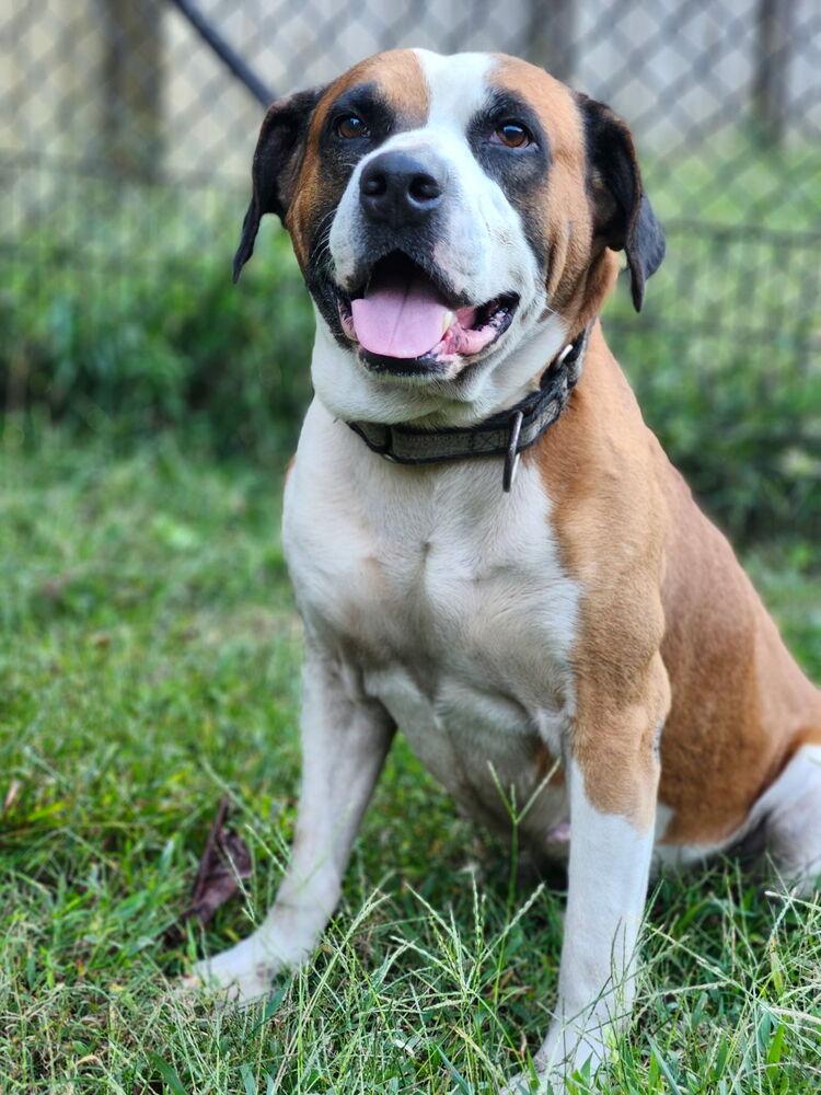 Roman, Adoptable, Adult Male Boxer.