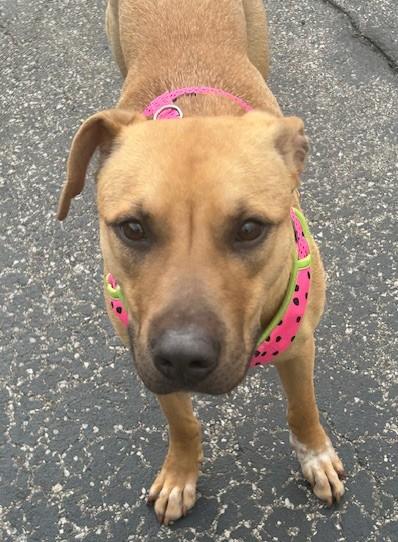 Melon, Adoptable, Young Female Shepherd.