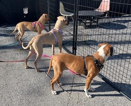 Enlarge Melon, a Adoptable mixed breed in Oak Park, MI image 5/5