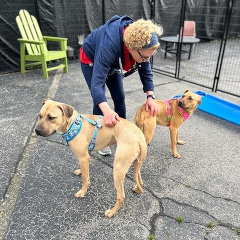Enlarge Melon, a Adoptable mixed breed in Oak Park, MI image 4/5