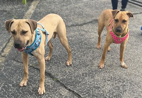 Enlarge Melon, a Adoptable mixed breed in Oak Park, MI image 3/5