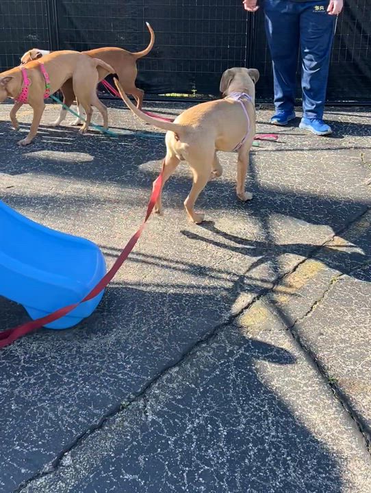 Enlarge Melon, a Adoptable mixed breed in Oak Park, MI video 2/5