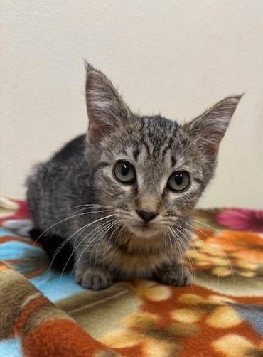Gidget, Adoptable, Young Female Domestic Short Hair.