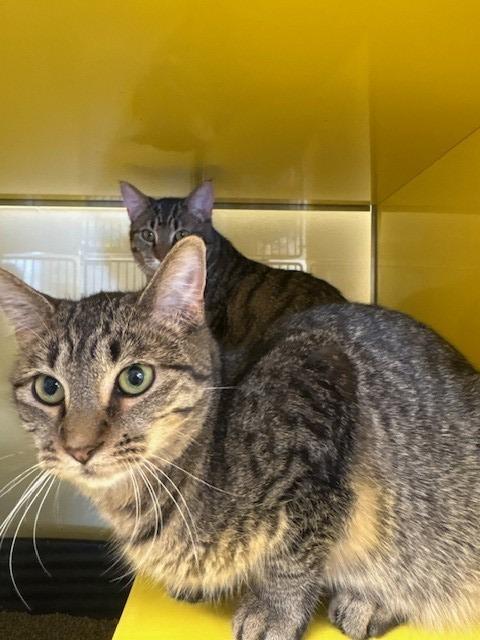 Enlarge Gidget, a Adoptable mixed breed in Ladysmith, WI image 2/4