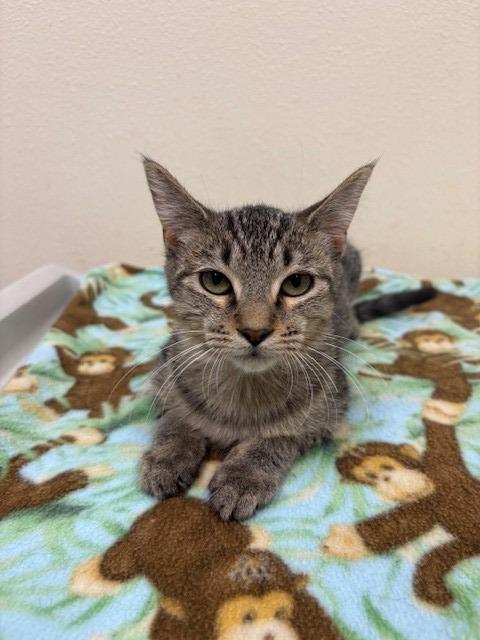 Enlarge Gidget, a Adoptable mixed breed in Ladysmith, WI image 2/3