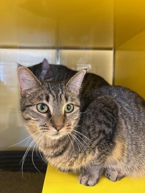 Gidget, Adoptable, Young Female Domestic Short Hair.