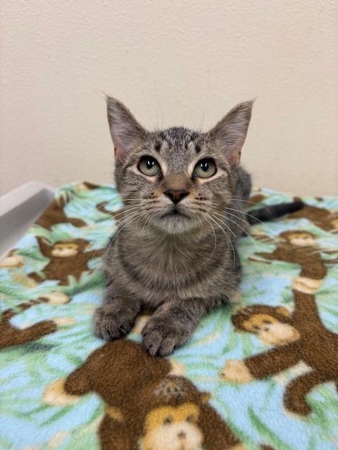 Enlarge Gidget, a Adoptable mixed breed in Ladysmith, WI image 4/4