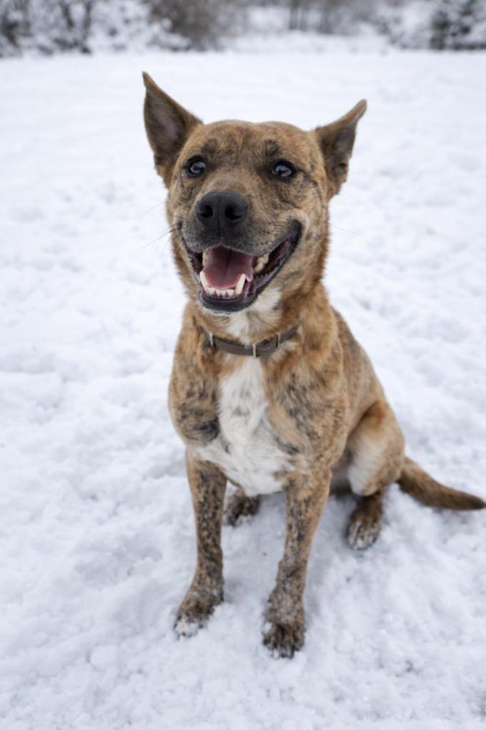 Enlarge Franklin, a Adoptable mixed breed in Mountain Home, AR image 2/4