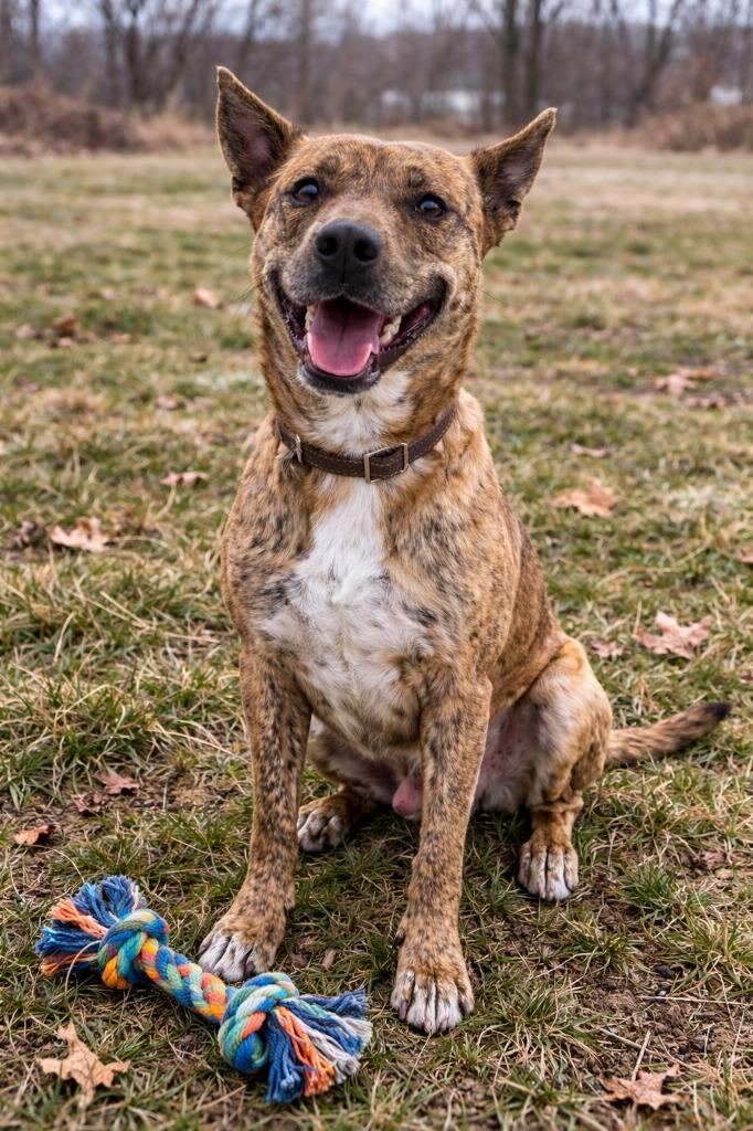 Enlarge Franklin, a Adoptable mixed breed in Mountain Home, AR image 3/4