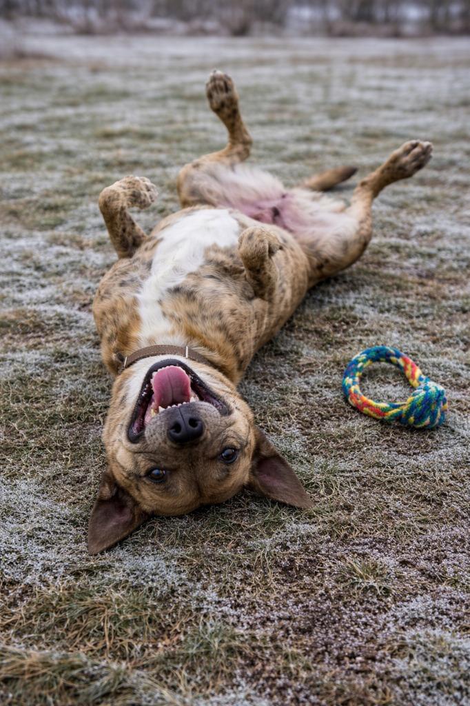 Enlarge Franklin, a Adoptable mixed breed in Mountain Home, AR image 4/4