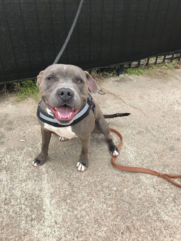 Enlarge April, a Adopted mixed breed in Tulsa, OK image 1/6