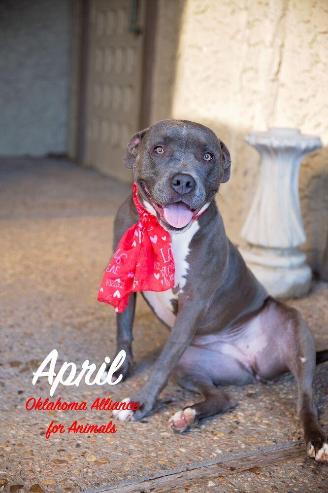 Enlarge April, a Adopted mixed breed in Tulsa, OK image 2/6