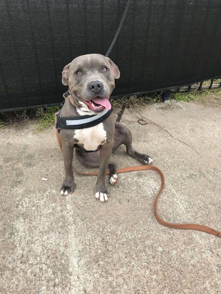 Enlarge April, a Adopted mixed breed in Tulsa, OK image 3/6