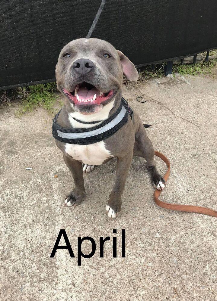 Enlarge April, a Adopted mixed breed in Tulsa, OK image 4/6