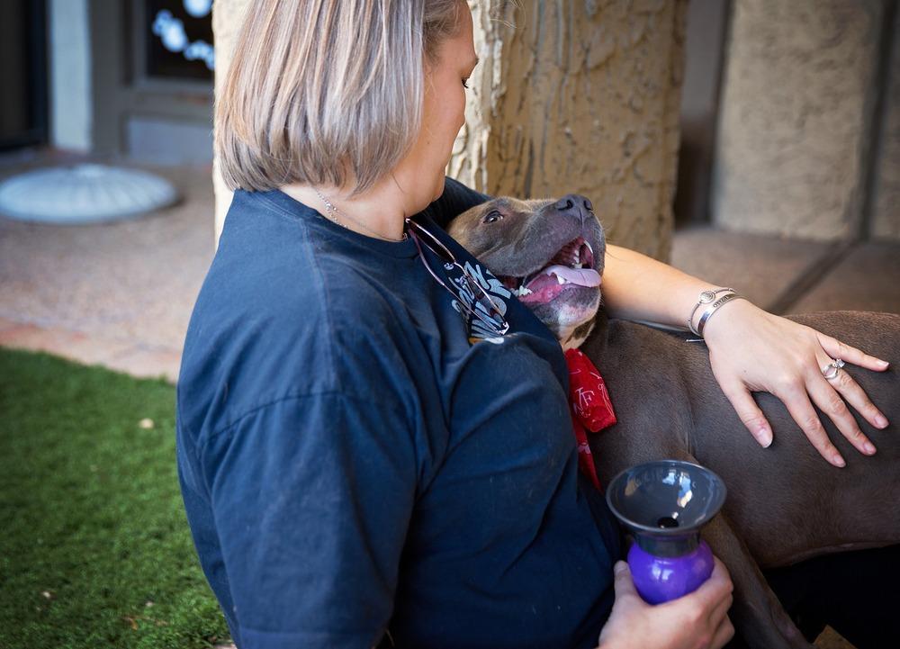 Enlarge April, a Adopted mixed breed in Tulsa, OK image 5/6