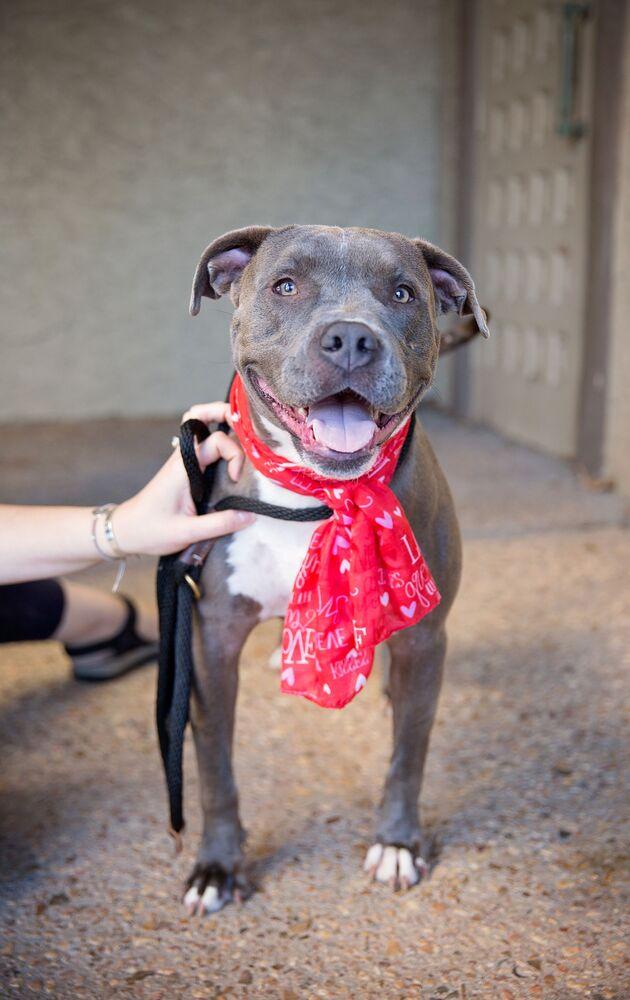 Enlarge April, a Adopted mixed breed in Tulsa, OK image 6/6