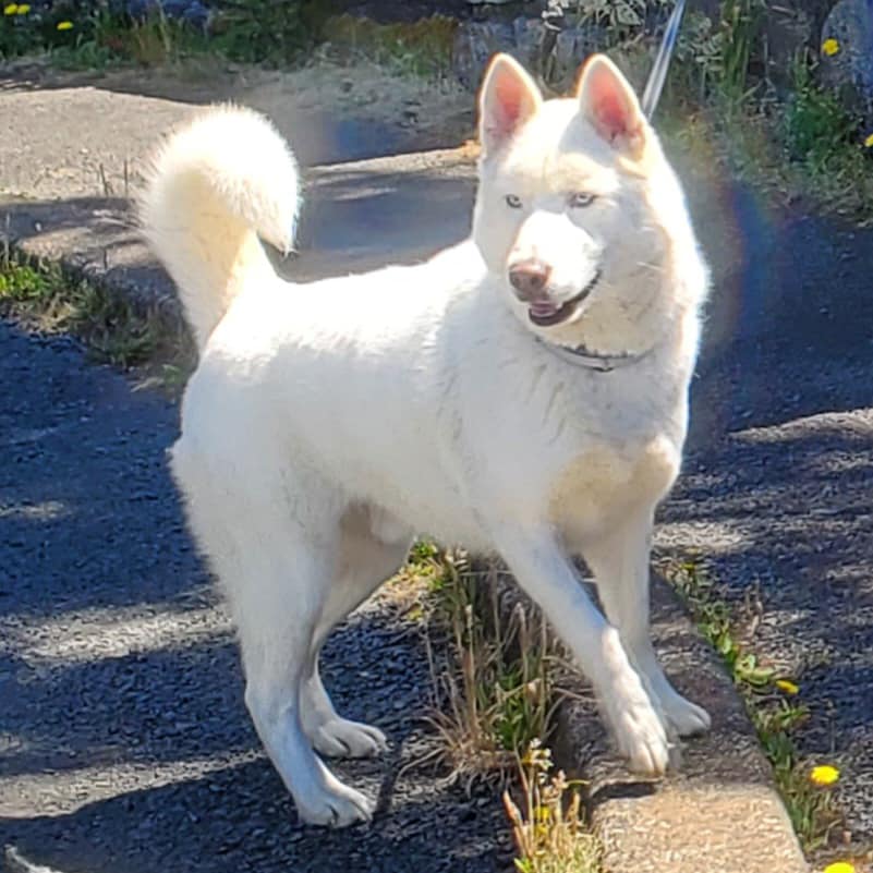 Spirit, a Adoptable Siberian Husky in Deer Park, WA image 1/3