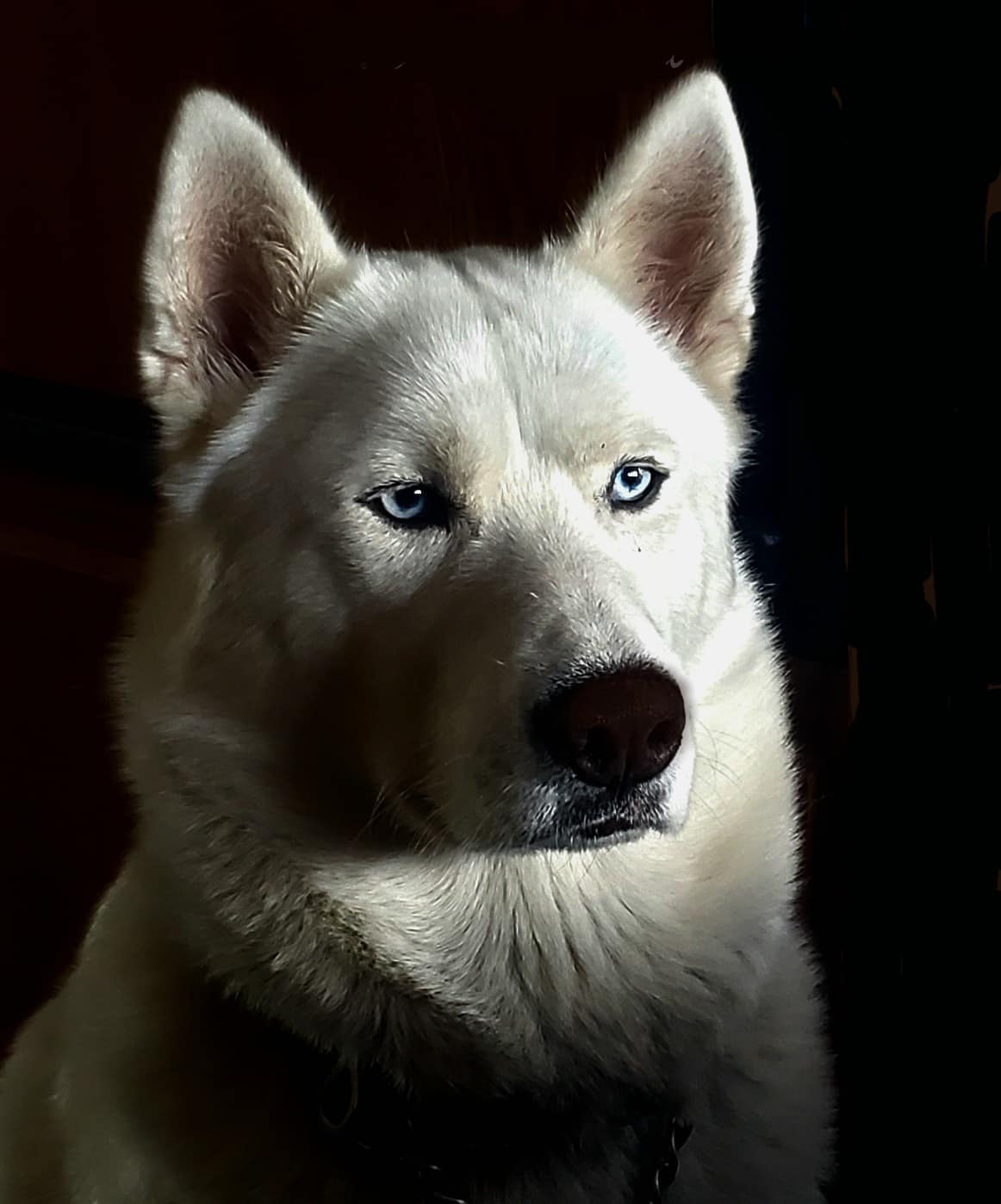 Spirit, a Adoptable Siberian Husky in Deer Park, WA image 2/3