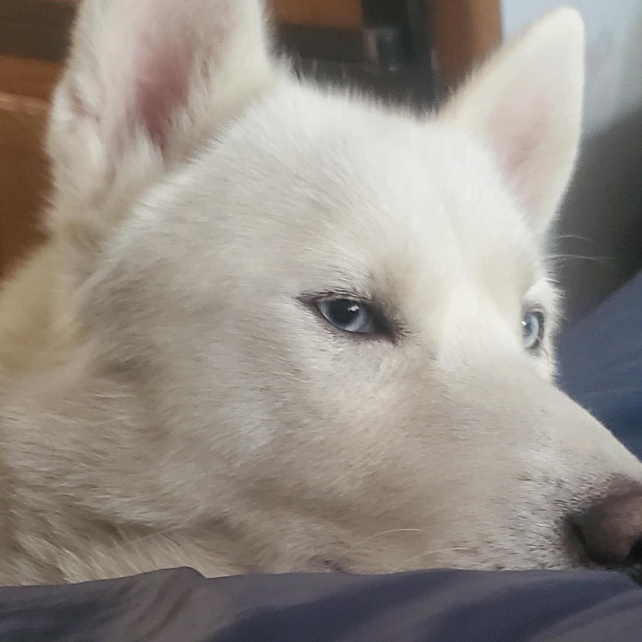 Spirit, a Adoptable Siberian Husky in Deer Park, WA image 3/3